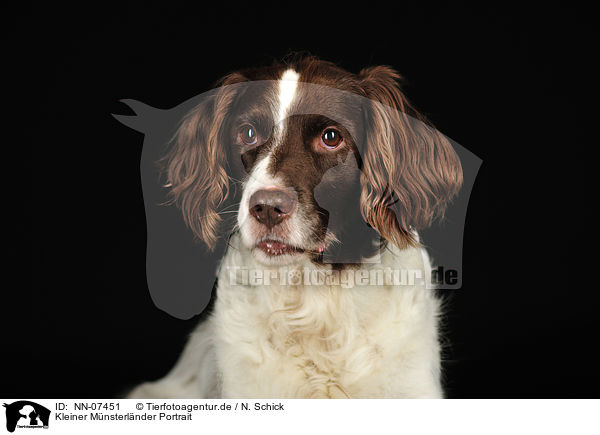 Kleiner Mnsterlnder Portrait / small munsterlander dog portrait / NN-07451
