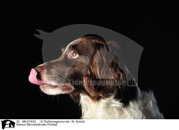 Kleiner Mnsterlnder Portrait / small munsterlander dog portrait / NN-07452