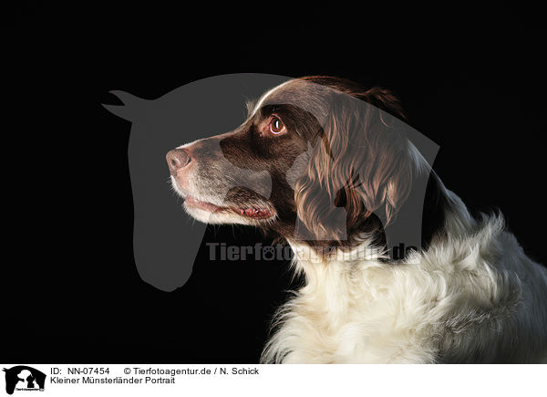 Kleiner Mnsterlnder Portrait / small munsterlander dog portrait / NN-07454