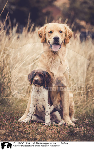 Kleiner Mnsterlnder mit Golden Retriever / Small Munsterlander Dog with Golden Retriever / JRO-01110