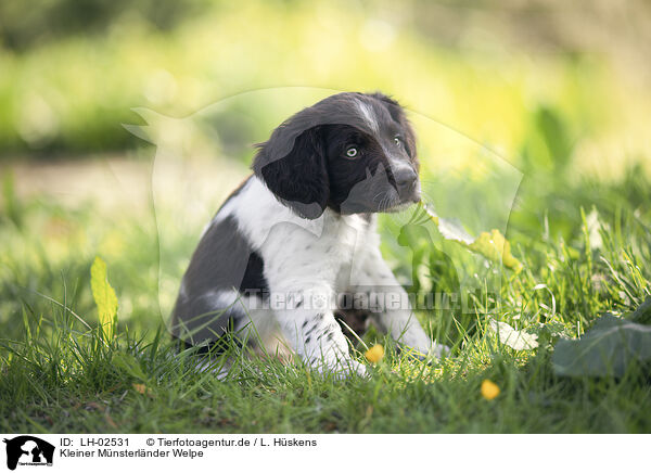 Kleiner Mnsterlnder Welpe / small munsterlander puppy / LH-02531