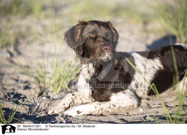 Kleiner Mnsterlnder / small munsterlander / MAW-01381