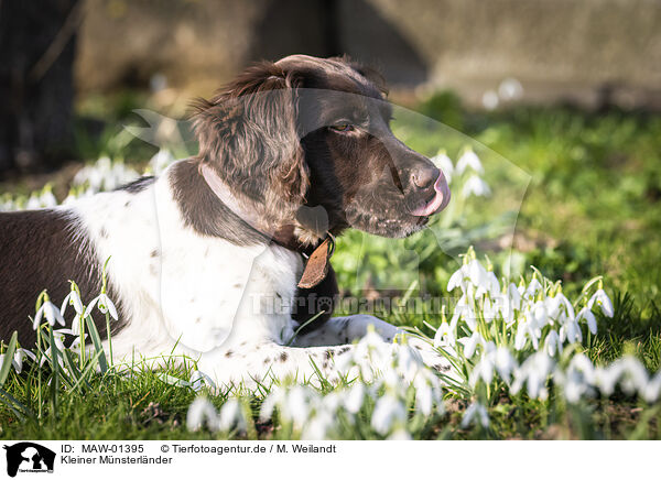 Kleiner Mnsterlnder / small munsterlander / MAW-01395