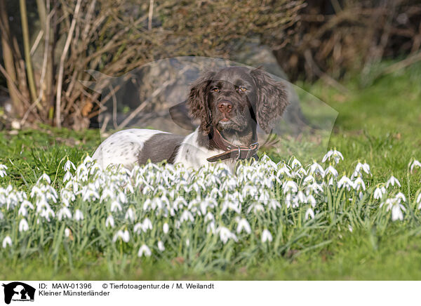 Kleiner Mnsterlnder / small munsterlander / MAW-01396