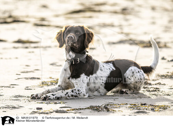 Kleiner Mnsterlnder / small munsterlander dog / MAW-01979