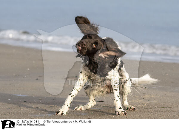 Kleiner Mnsterlnder / small munsterlander dog / MAW-01981