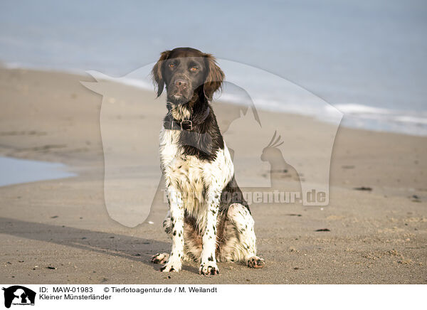 Kleiner Mnsterlnder / small munsterlander dog / MAW-01983