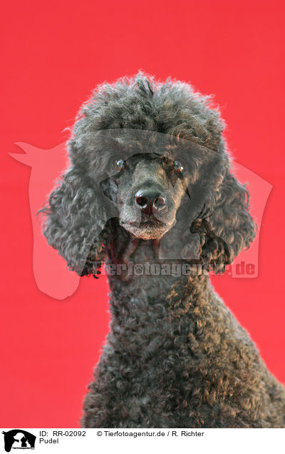 Pudel / Poodle Portrait / RR-02092