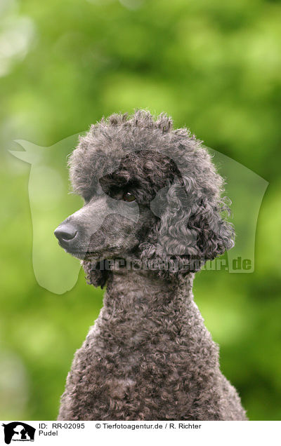 Pudel / Poodle Portrait / RR-02095
