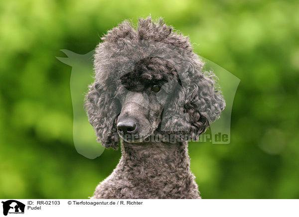Pudel / Poodle Portrait / RR-02103