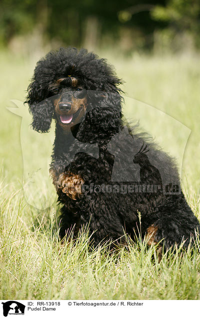 Pudel Dame / Poodle / RR-13918