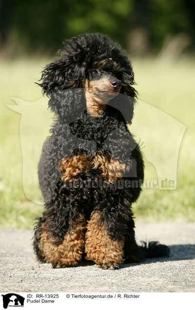 Pudel Dame / Poodle / RR-13925