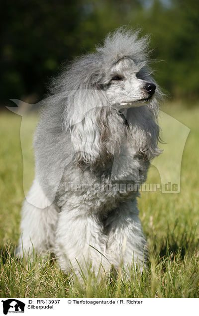 Silberpudel / silver poodle / RR-13937