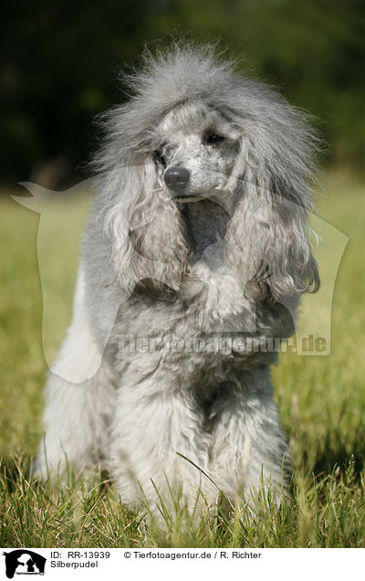 Silberpudel / silver poodle / RR-13939