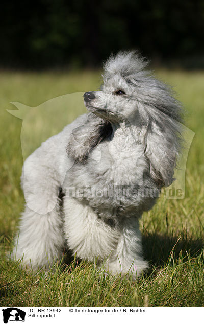 Silberpudel / silver poodle / RR-13942