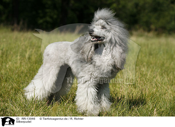 Silberpudel / silver poodle / RR-13946