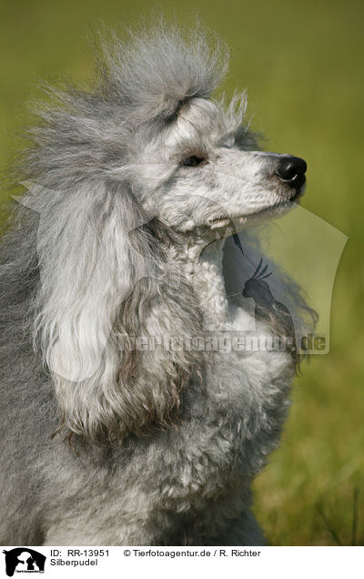 Silberpudel / silver poodle / RR-13951