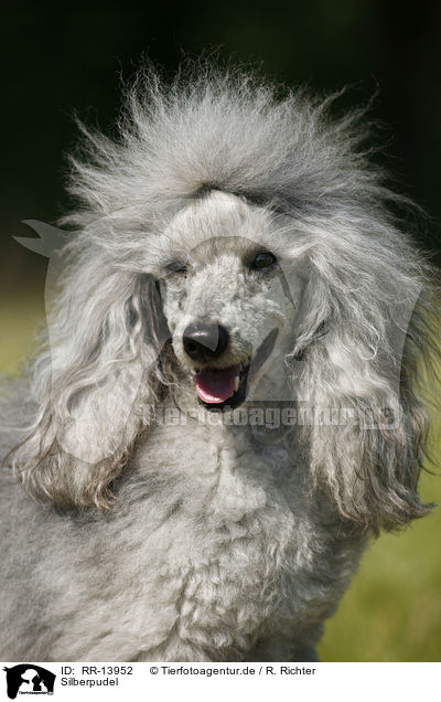 Silberpudel / silver poodle / RR-13952