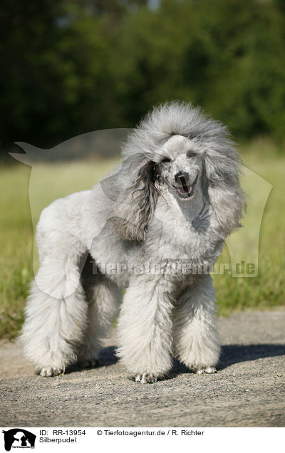 Silberpudel / silver poodle / RR-13954