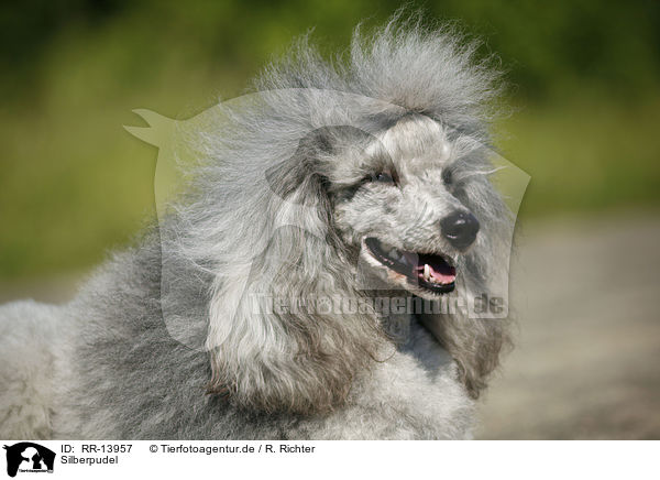 Silberpudel / silver poodle / RR-13957