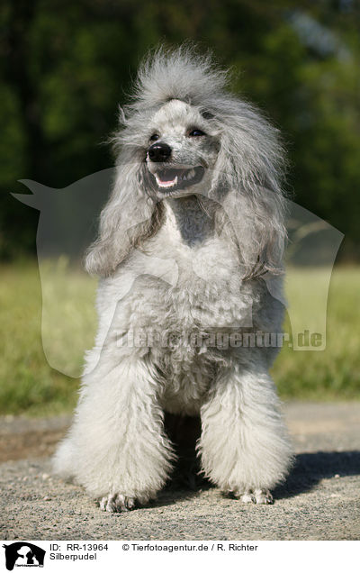 Silberpudel / silver poodle / RR-13964