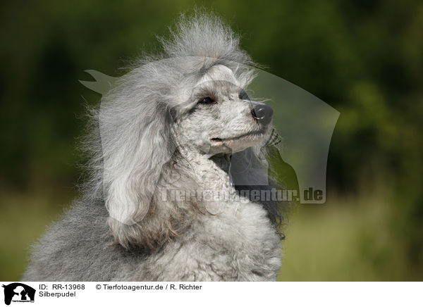 Silberpudel / silver poodle / RR-13968
