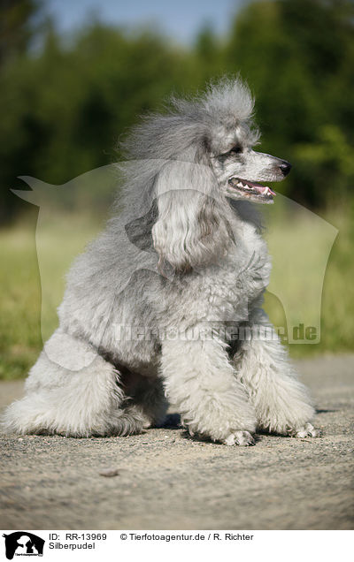 Silberpudel / silver poodle / RR-13969