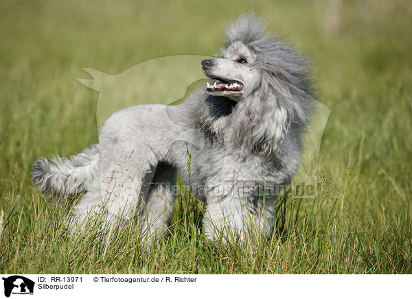 Silberpudel / silver poodle / RR-13971