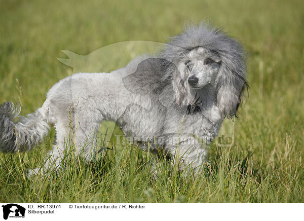 Silberpudel / silver poodle / RR-13974