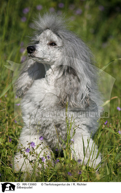 Silberpudel / silver poodle / RR-13980