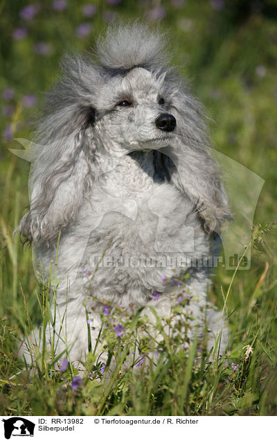 Silberpudel / silver poodle / RR-13982
