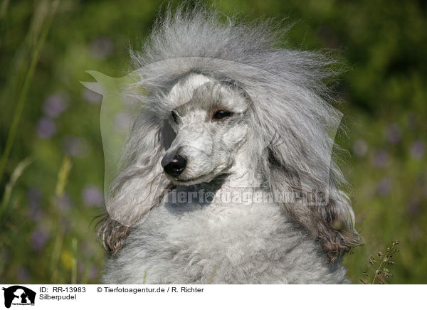 Silberpudel / silver poodle / RR-13983