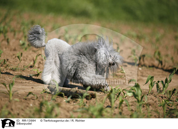 Silberpudel / silver poodle / RR-13984