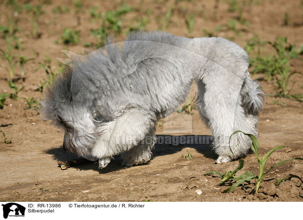 Silberpudel / silver poodle / RR-13986