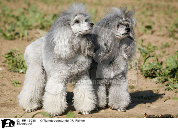 Silberpudel / silver poodle / RR-13988