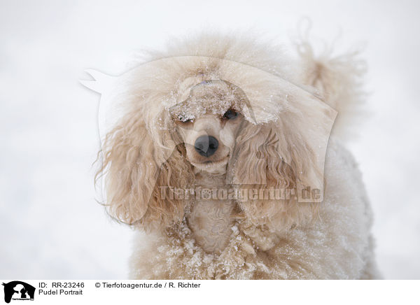 Pudel Portrait / poodle portrait / RR-23246