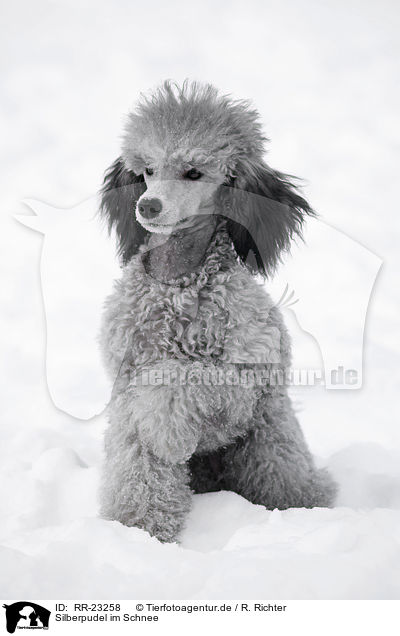 Silberpudel im Schnee / silver poodle in snow / RR-23258