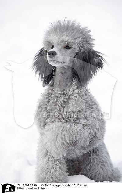 Silberpudel im Schnee / silver poodle in snow / RR-23259