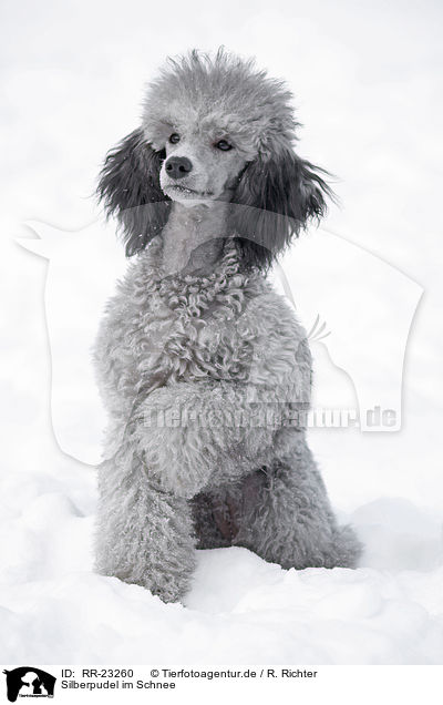 Silberpudel im Schnee / silver poodle in snow / RR-23260