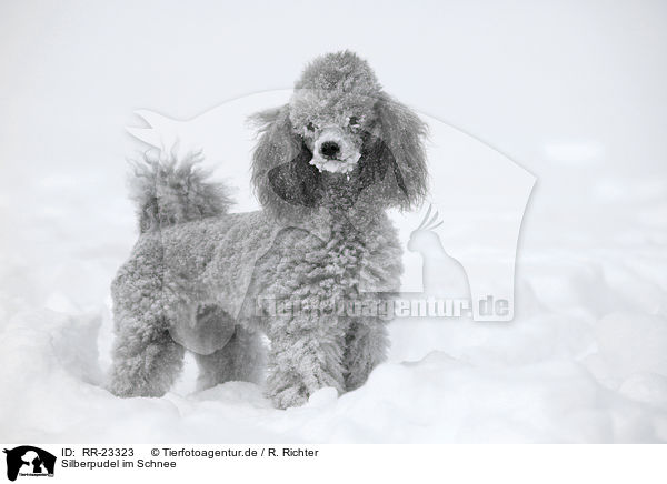 Silberpudel im Schnee / silver poodle in snow / RR-23323