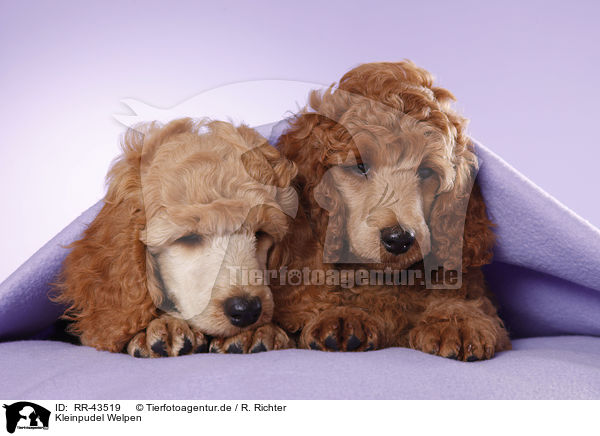 Kleinpudel Welpen / Poodle Puppies / RR-43519