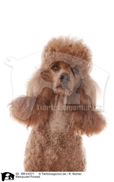 Kleinpudel Portrait / Poodle Portrait / RR-43571