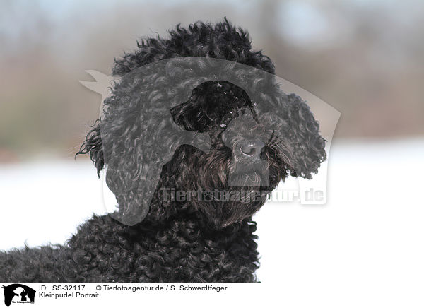 Kleinpudel Portrait / poodle portrait / SS-32117