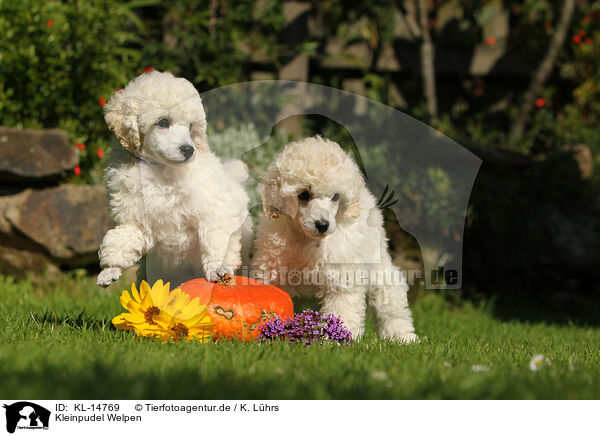 Kleinpudel Welpen / Standard Poodle Puppies / KL-14769
