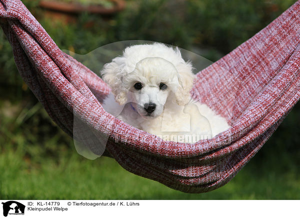 Kleinpudel Welpe / Standard Poodle Puppy / KL-14779