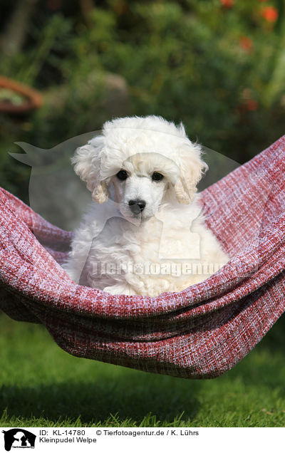 Kleinpudel Welpe / Standard Poodle Puppy / KL-14780