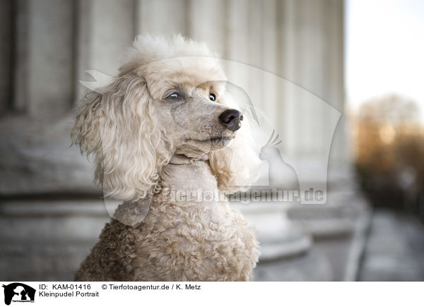 Kleinpudel Portrait / Standard Poodle portrait / KAM-01416