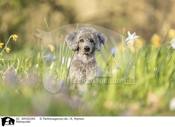 Kleinpudel / Standard Poodle / AH-02340