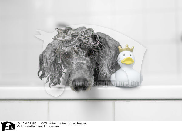 Kleinpudel in einer Badewanne / Standard Poodle in a bathtub / AH-02382
