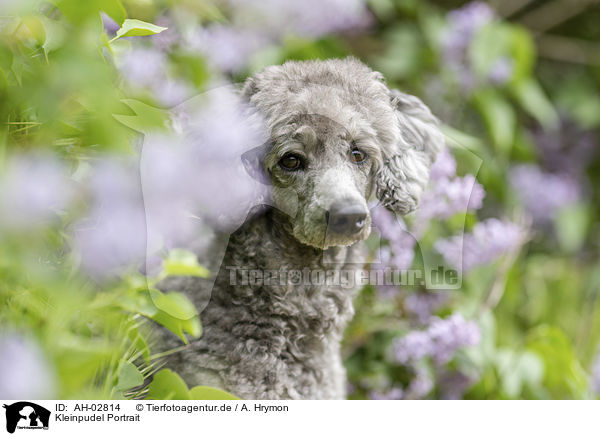 Kleinpudel Portrait / Standard Poodle Portrait / AH-02814